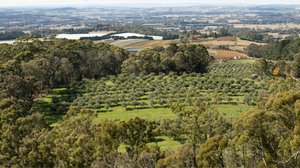 Orange Property Market Update 2nd Half 2025 cover